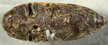 Media type: image;   Entomology 2729 Aspect: habitus ventral view